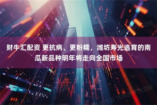 财牛汇配资 更抗病、更粉糯，潍坊寿光选育的南瓜新品种明年将走向全国市场